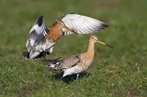 Limosa: Black-tailed Godwit (Limosa limosa) couple maki