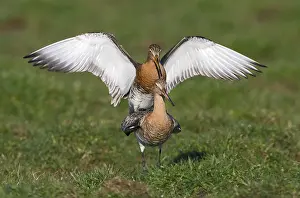Limosa: Black-tailed Godwit (Limosa limosa) couple maki