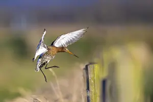 Elegance: Black-tailed godwit (Limosa limosa) flies elegantly over a meadow