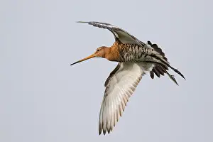 Polder: Black-tailed Godwit (Limosa Limosa) in flight