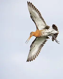 Limosa: Black-tailed Godwit (limosa limosa) in flight, Lake