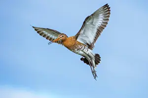 Limosa: Black-tailed Godwit (limosa limosa) in flight, Lake
