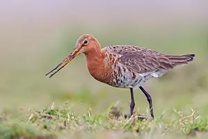 Limosa: Black-tailed Godwit (Limosa limosa) foraging in