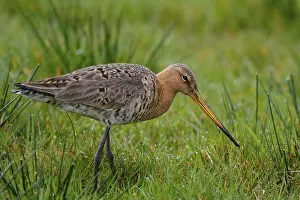 Dutch: Black-tailed Godwit (Limosa limosa) foraging