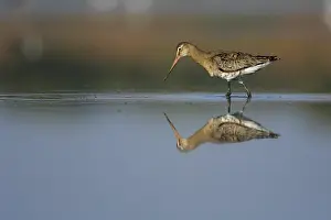 Foraging For Food: Black-tailed Godwit (Limosa limosa) foraging