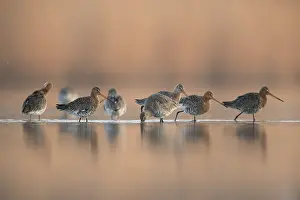 Limosa: Black-tailed Godwit (Limosa limosa) group stand