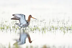 Flood: Black-tailed Godwit (Limosa limosa), highkey, on