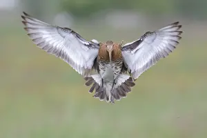 Polder: Black-tailed Godwit (Limosa limosa) landing, Th