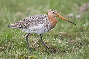 Located: Black-tailed godwit (Limosa limosa), located on