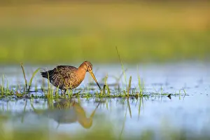 Reflections: Black-tailed godwit (Limosa limosa) with long beak searching for food in the water