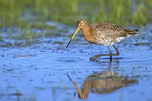 Beaks: Black-tailed godwit (Limosa limosa) with long beak wading in the water