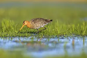 Searching: Black-tailed godwit (Limosa limosa) looking for food in wet grass