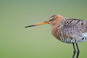 Limosa: Black-tailed Godwit (Limosa limosa), Lower Saxony