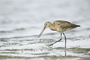 Fledgling: Black-tailed Godwit (Limosa limosa melanuroides) juvenile foraging at shoreline