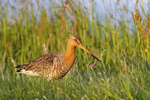 Dutch: Black-tailed Godwit (Limosa limosa), Netherlands