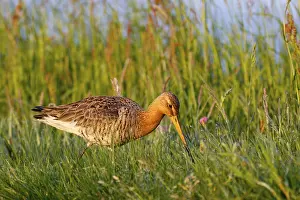 Dutch: Black-tailed Godwit (Limosa limosa), Netherlands