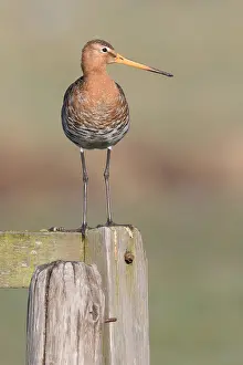 Polder: Black-tailed Godwit (Limosa Limosa) perched on