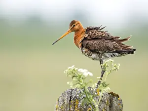 Overijssel: Black-tailed Godwit (Limosa limosa) portrait, T
