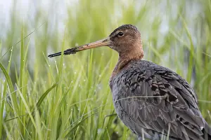 Ochsenmoor: Black-tailed godwit (Limosa limosa), portrait, in a wet