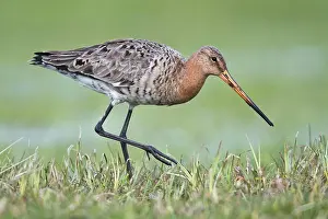 Limosa: Black-tailed godwit (Limosa limosa), running in