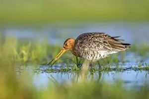 Searching: Black-tailed godwit (Limosa limosa) searching for food in the water with its beak in a meadow
