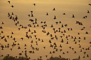 Silhouettes: Black tailed godwit (Limosa limosa) silhouette of adult wading birds in flight in a flock at sunset