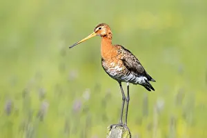 Polder: Black-tailed Godwit (Limosa limosa) standing on