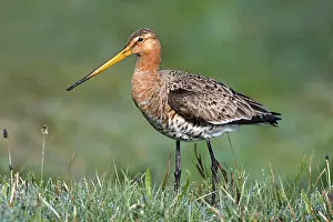 Limosa: Black-tailed Godwit (Limosa limosa) standing on