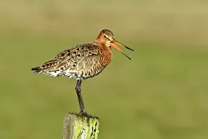 Piling: Black-tailed godwit (Limosa limosa) stands calling