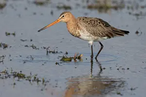 Polder: Black-tailed Godwit (Limosa Limosa) walking in