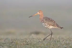 Zeevang: Black-tailed Godwit {Limosa limosa) walking on grassland