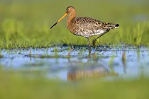 Flat: Black-tailed godwit (Limosa limosa) walking through shallow water on a green meadow under a bright sky