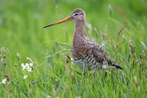 Mudflat: Black-tailed godwit (Limosa limosa) in wet meadow