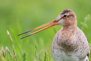 Sound: Black-tailed Godwit (limosa limosa) in wet meadow
