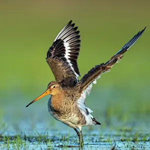 Nurse: Black-tailed Godwit (limosa limosa) in a wet meadow