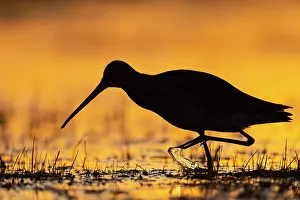 Limosa: Black-tailed Godwit (limosa limosa) in a wet meadow