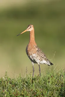 Limosa: Black-tailed Godwit - male in breeding plumage -