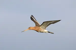 Limosa: Black-tailed Godwit - male in flight - Myvatn, Iceland