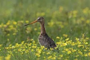 Texel: Black-tailed Godwit - male in flowering meadow -