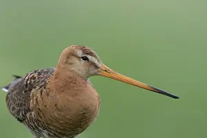 Texel: Black-tailed Godwit - male - Netherlands