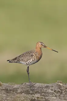 Limosa: Black-tailed Godwit - male perched on post - Germany