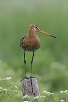 Texel: Black-tailed Godwit - male perched on post - Netherlands
