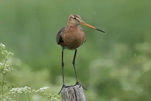 Texel: Black-tailed Godwit - male perched on post - Netherlands