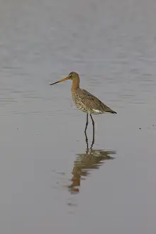 211217: Black-tailed Godwit - male in shallow water - Germany