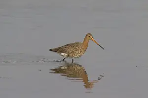 211217: Black-tailed Godwit - male in shallow water - Germany