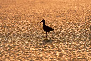 Texel: Black-tailed Godwit - male in shallow water at sunset