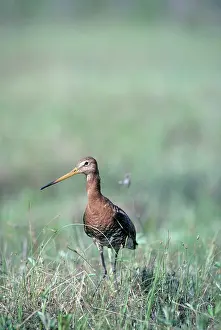 Nervous: Black-tailed Godwit - nervous about intruders on