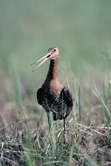 Nervous: Black-tailed Godwit - nervous about intruders on