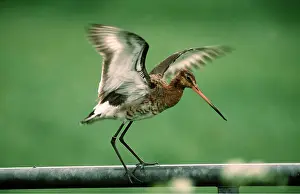 Agility: BLACK-TAILED GODWIT - perched on pole, wings spread