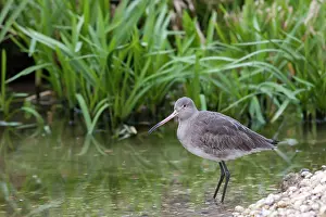 Godwits: Black-tailed Godwit - single adult in winter plumage